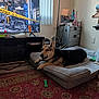 dog, german_shepherd, dog_bed, living_room, television, rug, cabinet, window_blinds, chew_toy, floor, cushion, pet, furniture, indoor, relaxed, canine, home, cozy, electronics, carpet