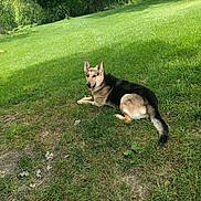 Bella is registered to the contest to win money with this photo: dog, german_shepherd, grass, outdoor, sunny, backyard, playground, slide, pet, animal, canine, nature, relaxed, tongue_out, ears_up, summer, greenery, park, daytime, happy