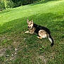 dog, german_shepherd, grass, outdoor, sunny, backyard, playground, slide, pet, animal, canine, nature, relaxed, tongue_out, ears_up, summer, greenery, park, daytime, happy