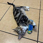 Sampson is registered to the contest to win money with this photo: alert, animal, bird_toy, cat, claws, cute, domestic_cat, floor, fur, indoor, lying_down, paws, pet, playful, striped, tabby, tile, toy, whiskers, young_cat