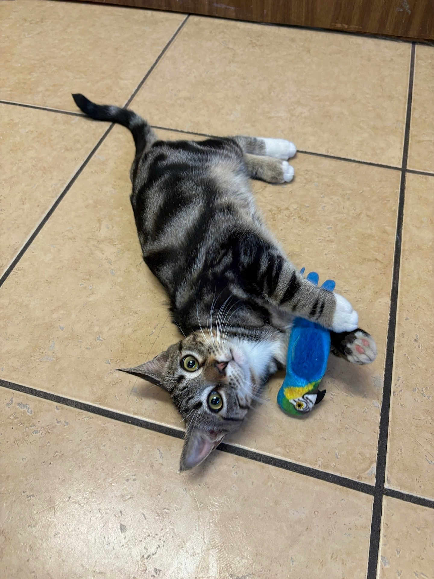 Sampson is registered to the contest to win money with this photo: alert, animal, bird_toy, cat, claws, cute, domestic_cat, floor, fur, indoor, lying_down, paws, pet, playful, striped, tabby, tile, toy, whiskers, young_cat