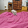 dog, puppy, white_dog, pet, animal, lying_down, bed, blanket, pink_blanket, bedroom, indoor, furniture, dresser, television, wooden_floor, door, shelves, home, portrait, sleepy