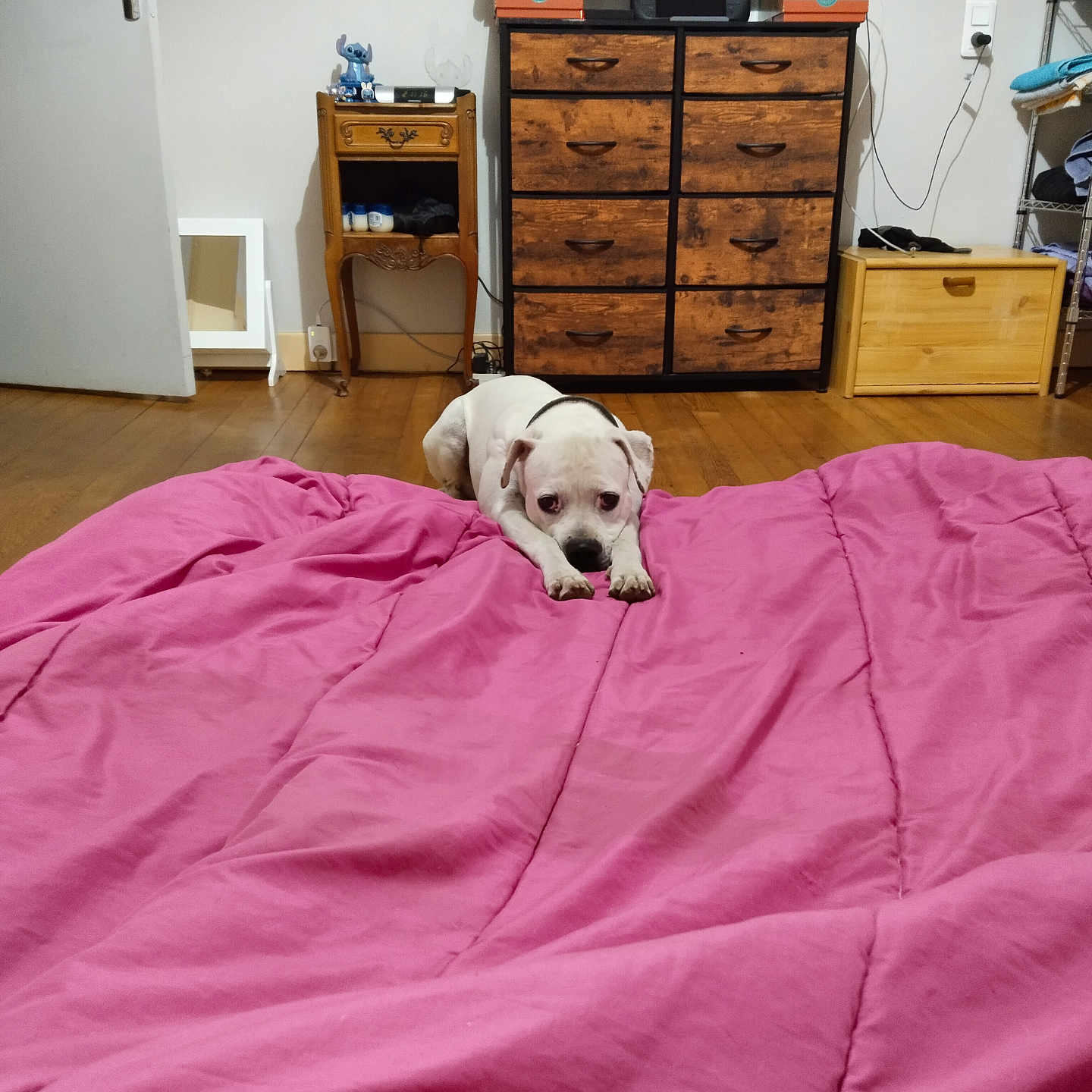 Oup'S a rejoint le concours — aidez-le/la à gagner de superbes lots ! dog, puppy, white_dog, pet, animal, lying_down, bed, blanket, pink_blanket, bedroom, indoor, furniture, dresser, television, wooden_floor, door, shelves, home, portrait, sleepy