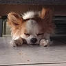 dog, small_dog, sleeping, tile_floor, under_furniture, ears, napping, cozy, indoor, pet, fur, quiet, resting, cute, animal, home, floor, peaceful, tiny, relaxing