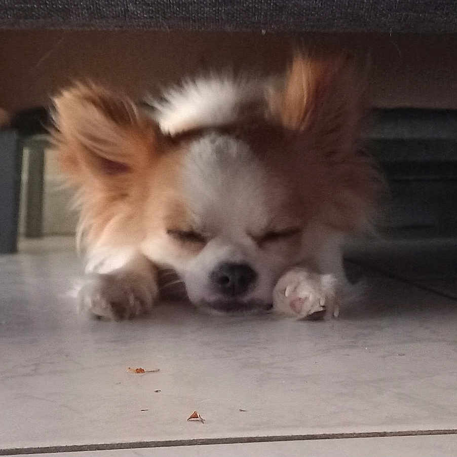 Guizmo