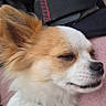 Guizmo a rejoint le concours — aidez-le/la à gagner de superbes lots ! dog, sleeping, fluffy, white_fur, tan_fur, pet, close_up, relaxed, resting, soft_texture, pink_surface, strap, black, red_stitching, cute, animal, companion, calm, indoors, cozy