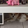 dog, toy_pig, elephant_figurine, jar, tile_floor, white_shelf, television, woman_face, text_overlay, curious, small_dog, indoor, home, pet, fur, decor, resting, animal, floor_tile, cute