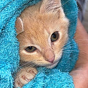 Sanji participe au concours pour gagner de l'argent avec cette photo : animal, blue_towel, cat, claws, closeup, cozy, cute, domestic_cat, eyes, fur, hand, kitten, orange_cat, paw, pet, resting, snuggled, soft_texture, whiskers, young_cat