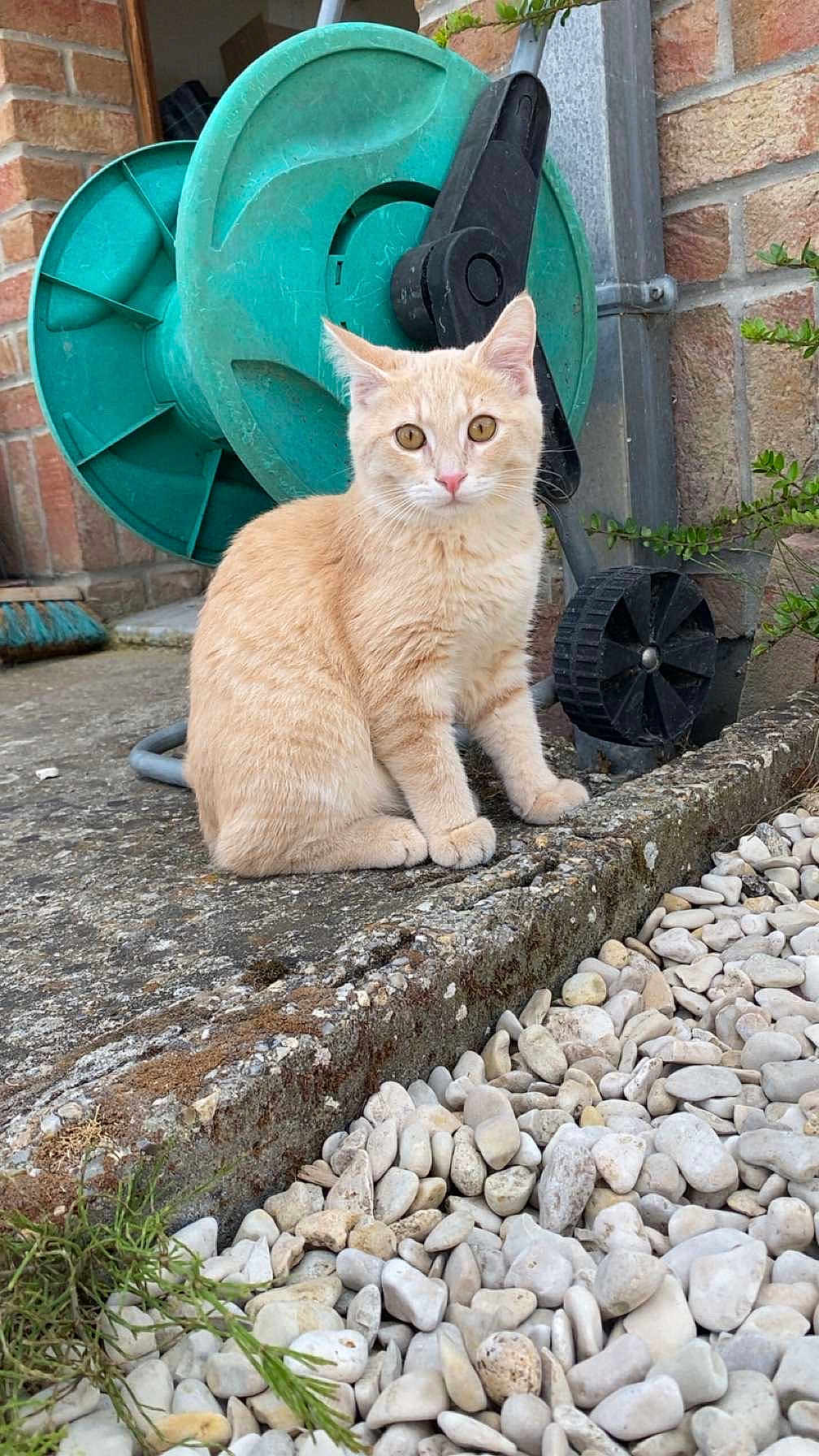 Sanji