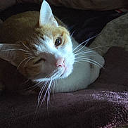Curry joined the competition — help win amazing prizes! cat, feline, pet, whiskers, ear, blanket, pillow, bed, indoor, closeup, portrait, sleepy, white_fur, orange_fur, tabby, nose, eye, cozy, resting, fabric_texture