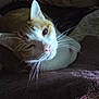 cat, feline, pet, whiskers, ear, blanket, pillow, bed, indoor, closeup, portrait, sleepy, white_fur, orange_fur, tabby, nose, eye, cozy, resting, fabric_texture