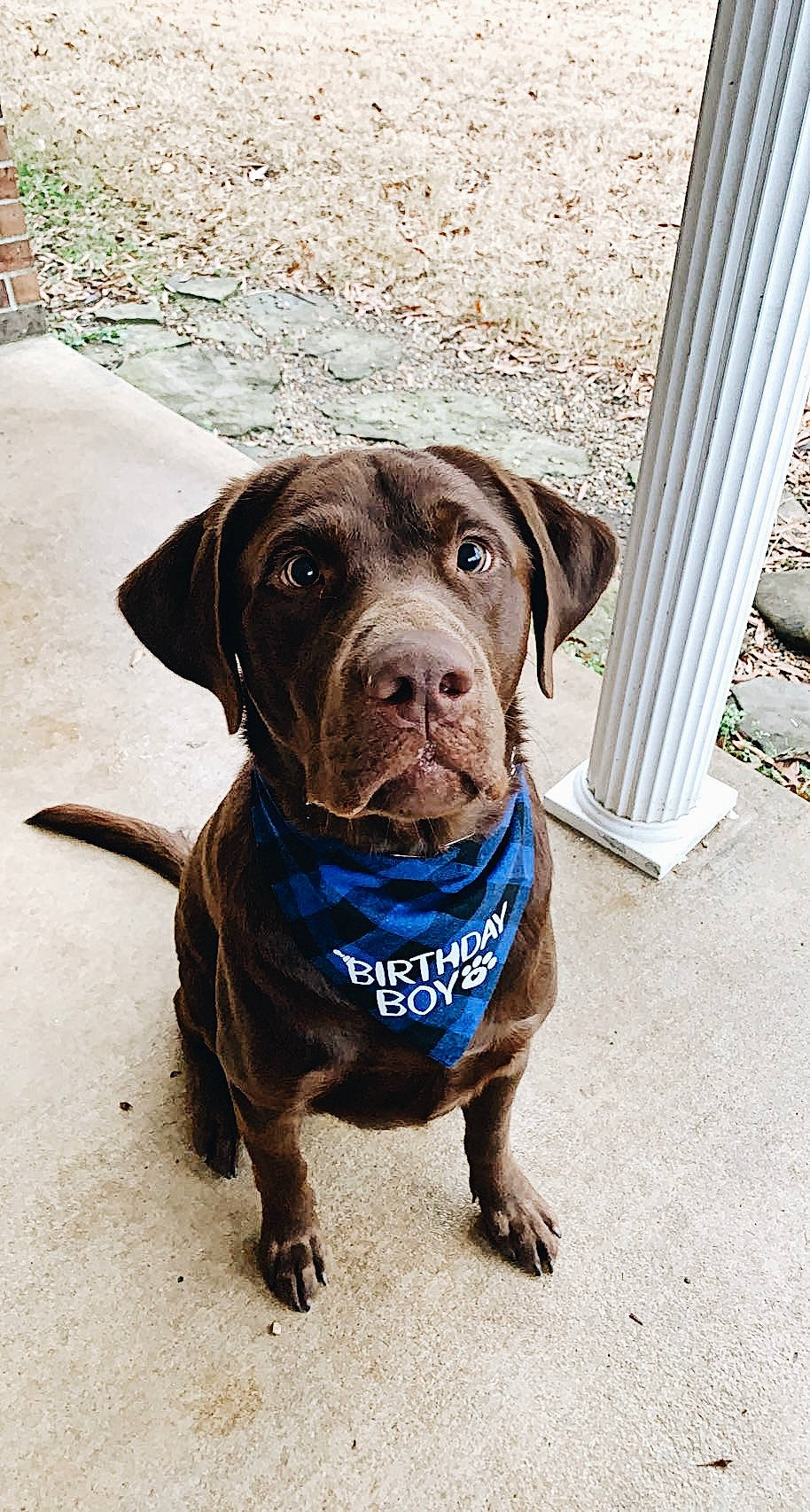 Milo joined the competition — help win amazing prizes! borador, canidae, carnivore, collar, companion_dog, dog, dog_breed, dog_collar, electric_blue, fur, guard_dog, gun_dog, hunting_dog, leash, liver, non_sporting_group, retriever, whiskers, working_animal, working_dog