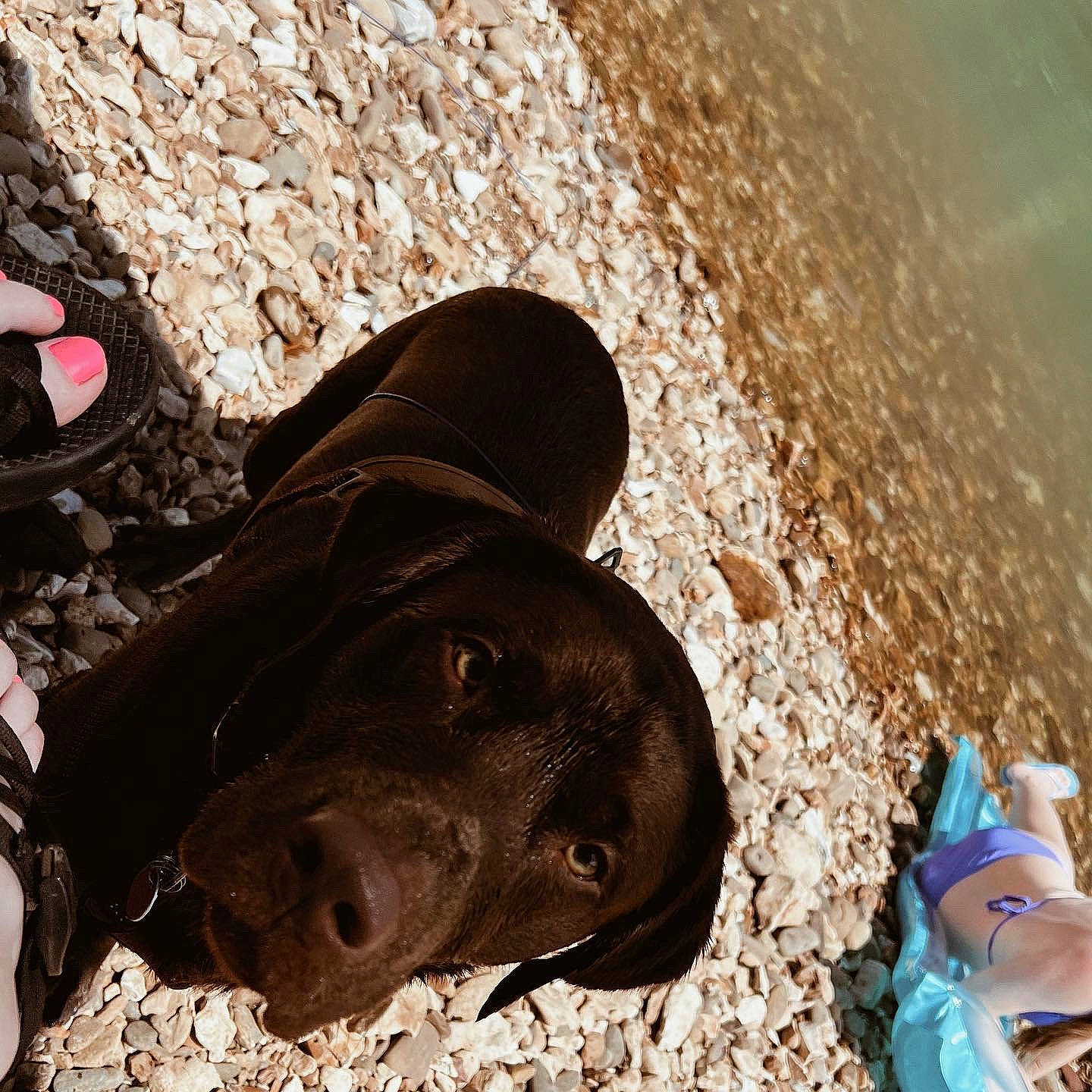 Milo joined the competition — help win amazing prizes! beach, canidae, carnivore, dog, dog_breed, fashion_accessory, fawn, hunting_dog, liver, mammal, non_sporting_group, ocean, sand, shadow, snout, soil, sporting_group, terrestrial_animal, water, working_animal