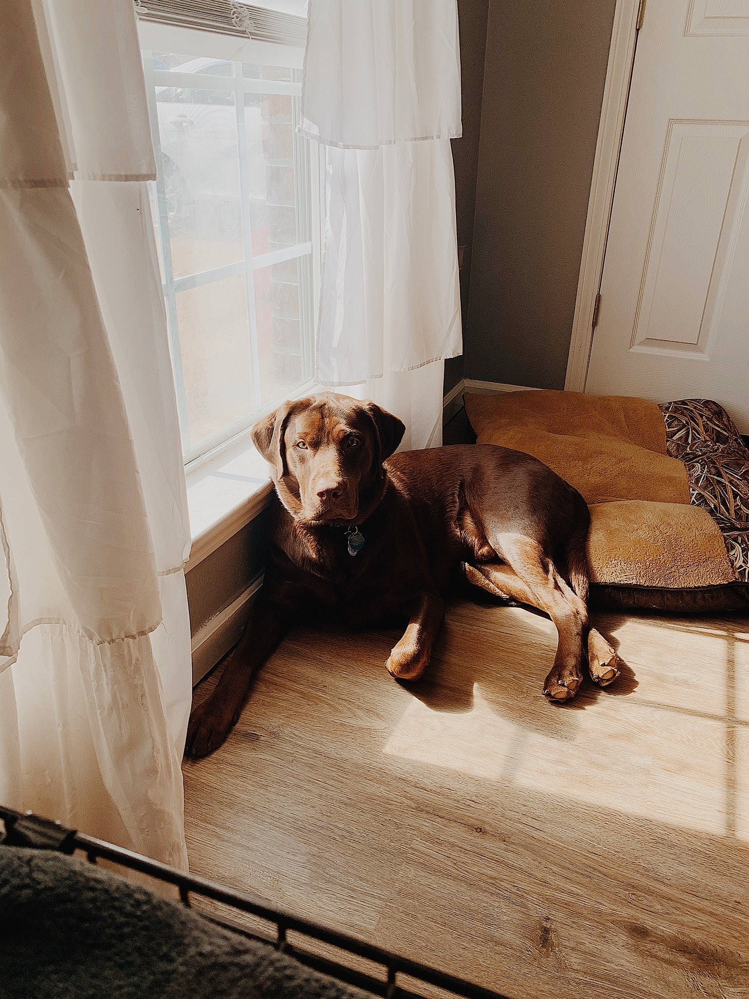 Milo joined the competition — help win amazing prizes! carnivore, comfort, companion_dog, couch, dog, dog_breed, door, fawn, floor, flooring, hardwood, house, interior_design, liver, snout, tail, tints_and_shades, wood, wood_flooring, working_animal