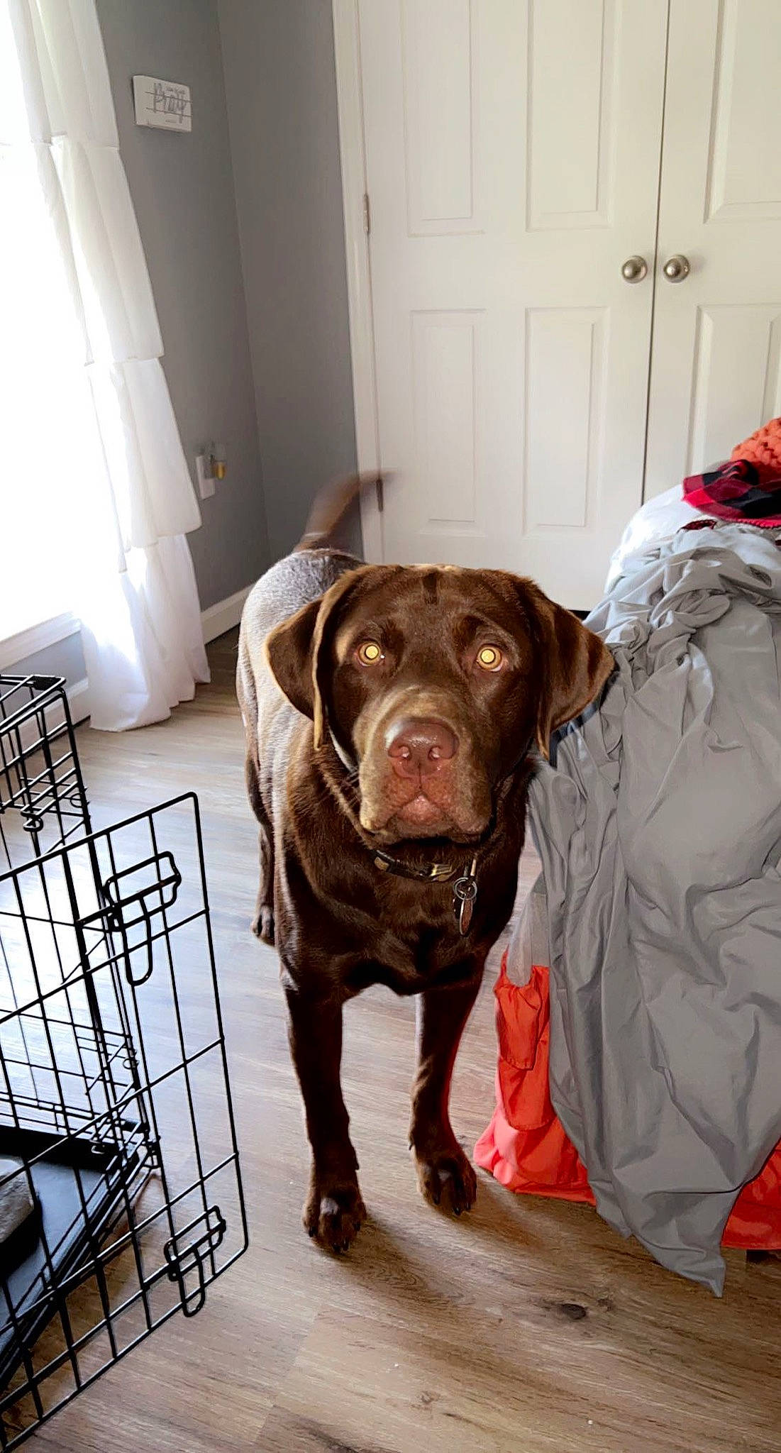 Milo is registered to the contest to win money with this photo: carnivore, collar, companion_dog, dog, dog_breed, dog_collar, dog_supply, door, fawn, flooring, fur, guard_dog, leash, liver, pet_supply, pointing_breed, retriever, snout, sporting_group, working_animal