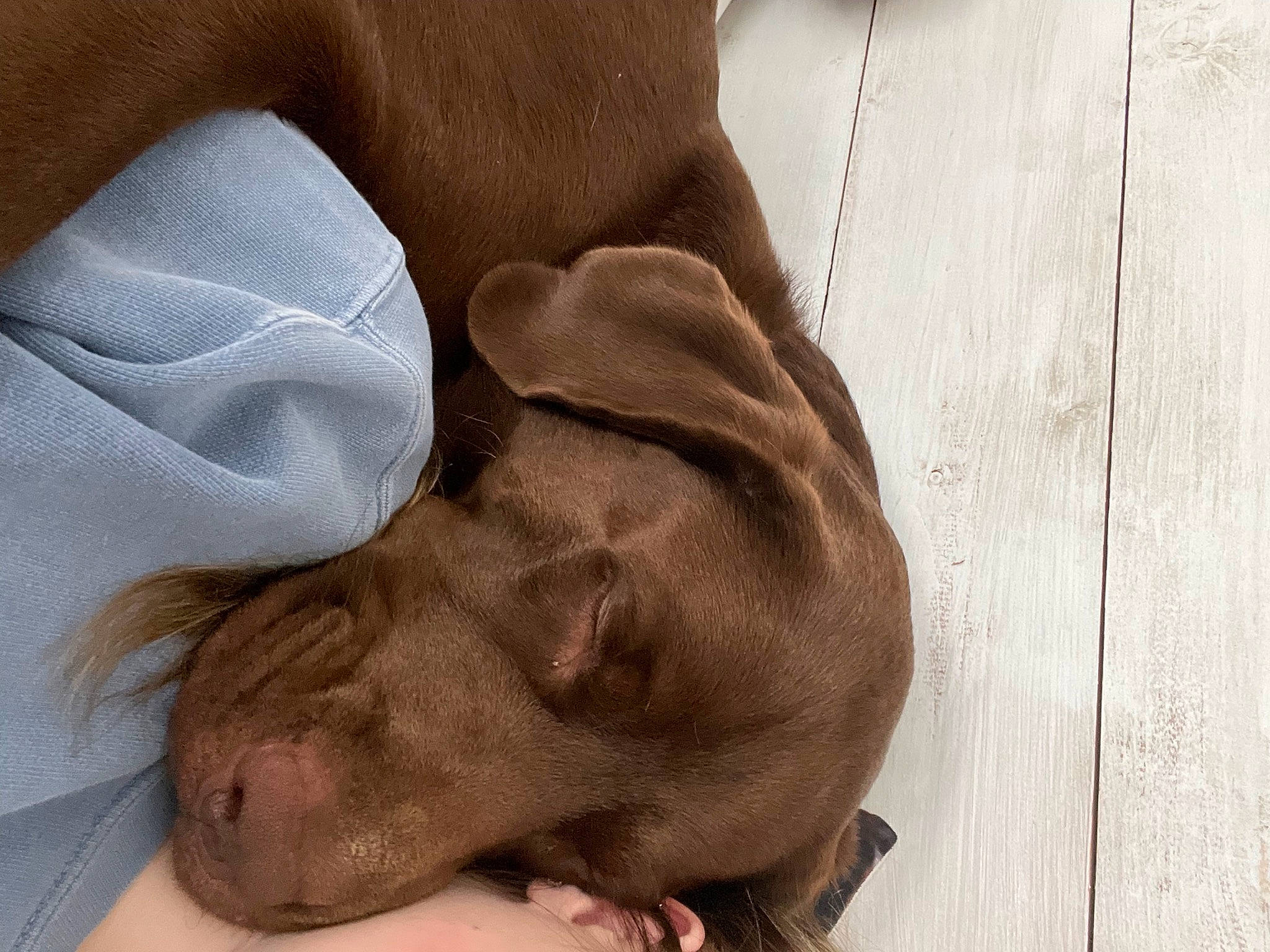 Milo is registered to the contest to win money with this photo: brown, canidae, carnivore, comfort, companion_dog, dog, dog_breed, fawn, fur, gesture, gun_dog, hardwood, liver, pointing_breed, sporting_group, terrestrial_animal, whiskers, wood, working_animal, wrinkle