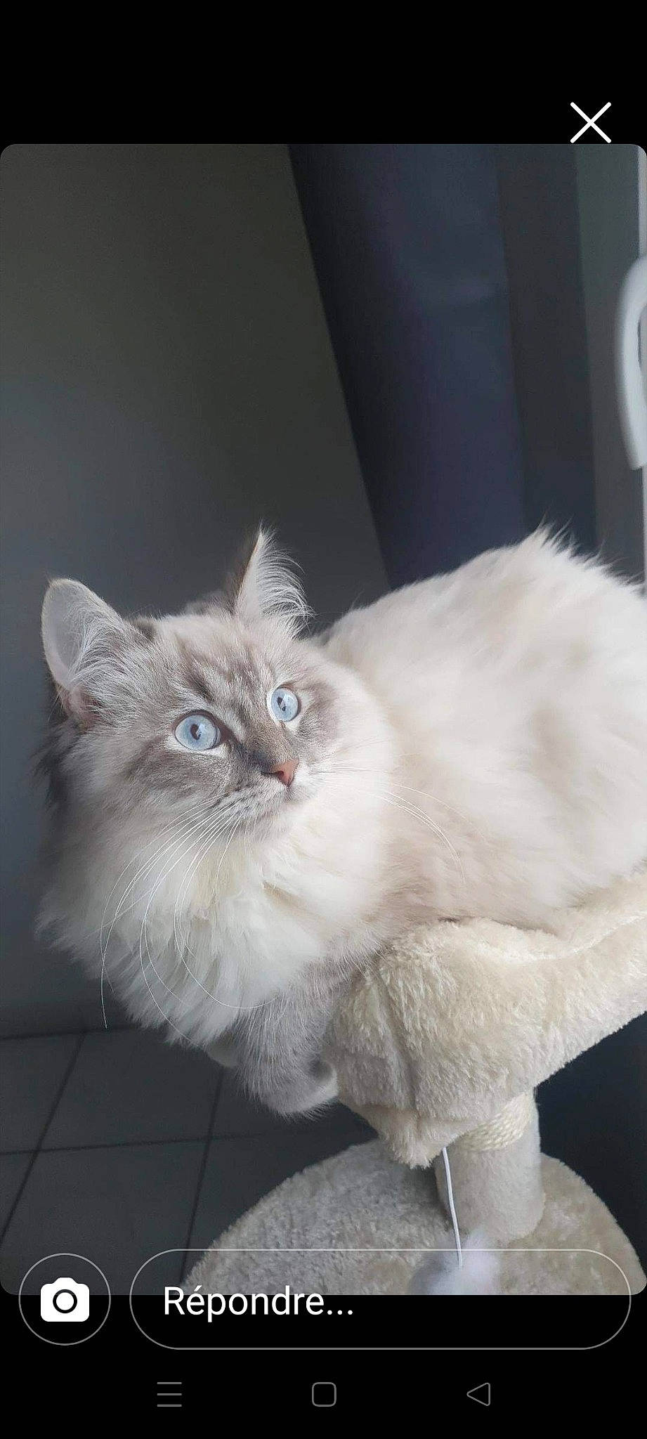 Sultana participe au concours pour gagner de l'argent avec cette photo : british_longhair, carnivore, cat, claw, comfort, eye, fawn, felidae, fur, head, iris, paw, persian, ragdoll, small_to_medium_sized_cats, snout, tail, terrestrial_animal, whiskers