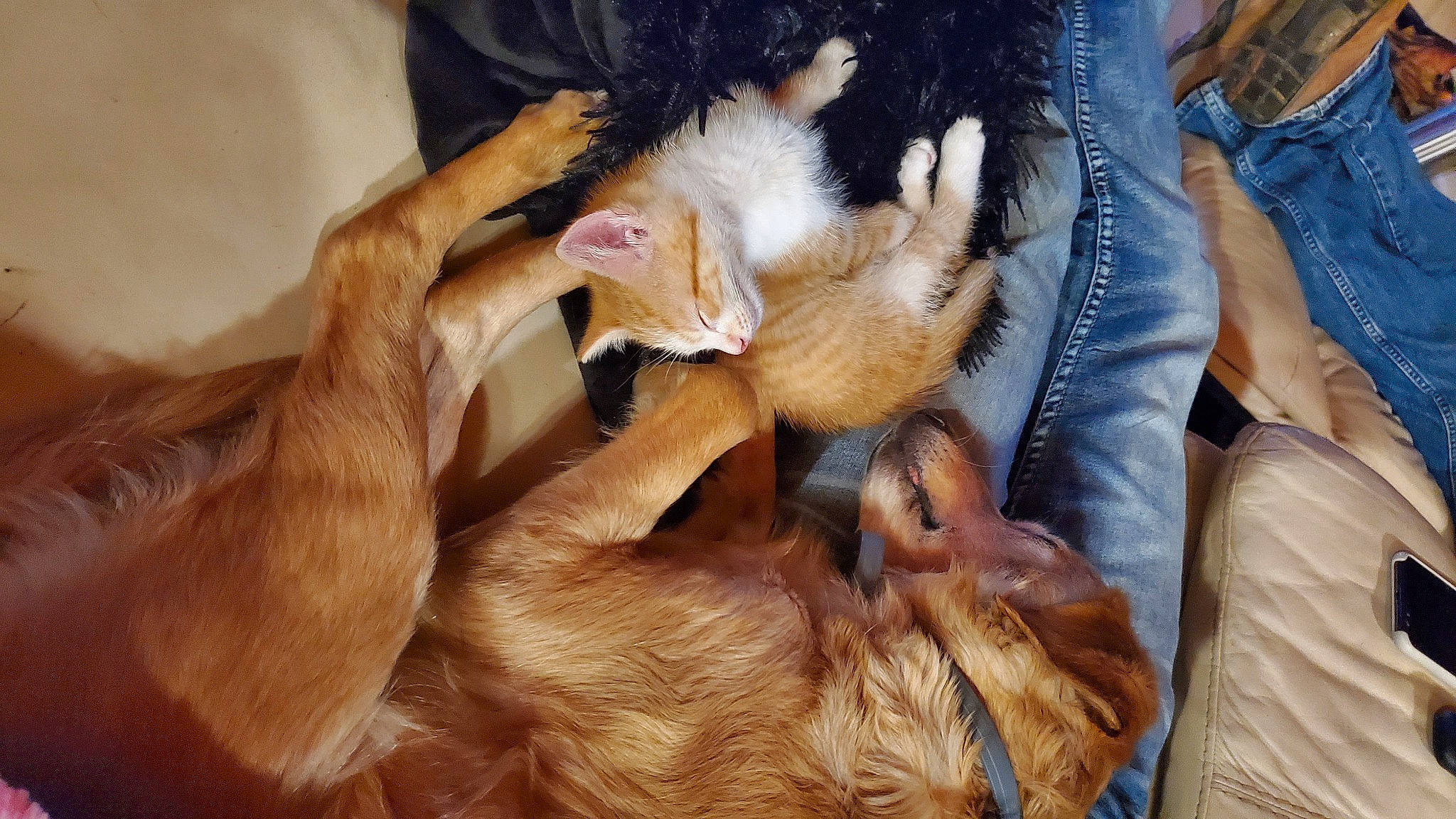 Little Dog joined the competition — help win amazing prizes! canidae, carnivore, claw, comfort, denim, dog, dog_breed, fawn, felidae, fur, jeans, paw, sleep, small_to_medium_sized_cats, sporting_group, tongue, vertebrate, whiskers