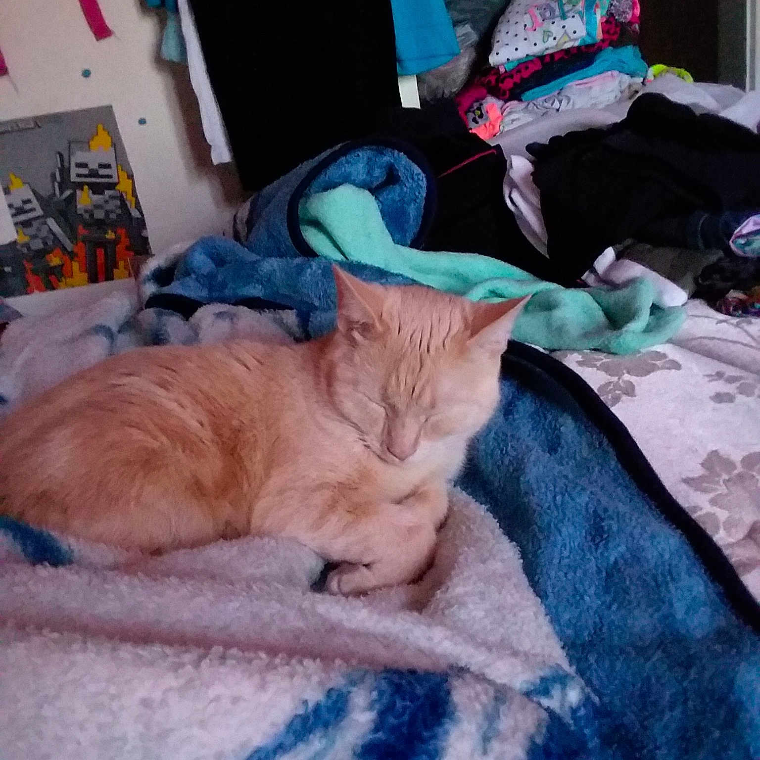 Milo is registered to the contest to win money with this photo: carnivore, cat, fawn, felidae, fur, nap, sleep, small_to_medium_sized_cats, whiskers