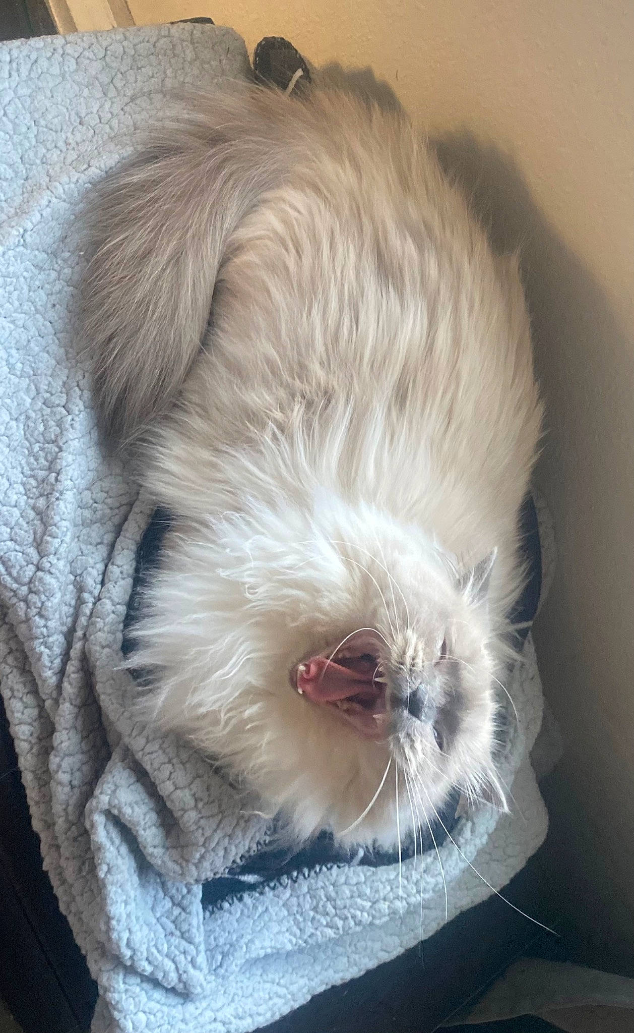 Zoe joined the competition — help win amazing prizes! bed, canidae, carnivore, comfort, companion_dog, couch, dog, dog_breed, eye, fawn, felidae, fur, liver, nap, small_to_medium_sized_cats, snout, sporting_group, tail, toy_dog, whiskers