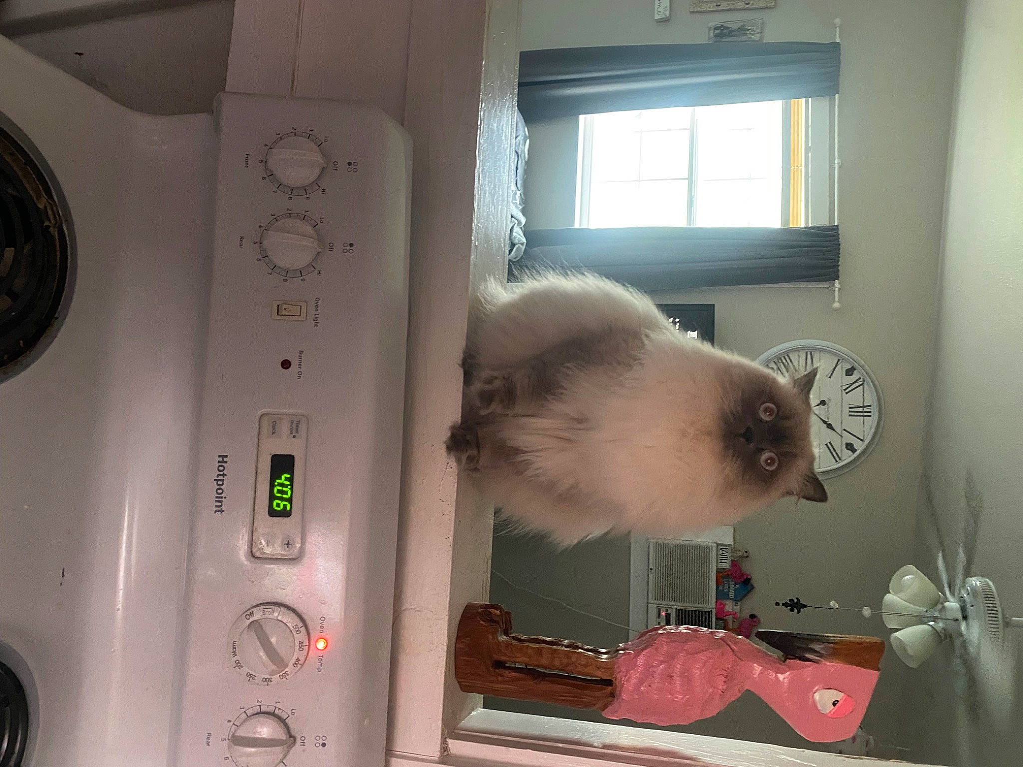 Zoe is registered to the contest to win money with this photo: carnivore, cat, clothes_dryer, companion_dog, felidae, fur, gas, home_appliance, kitchen_appliance, laundry, laundry_room, machine, major_appliance, refrigerator, room, small_to_medium_sized_cats, tail, washing_machine, whiskers, window