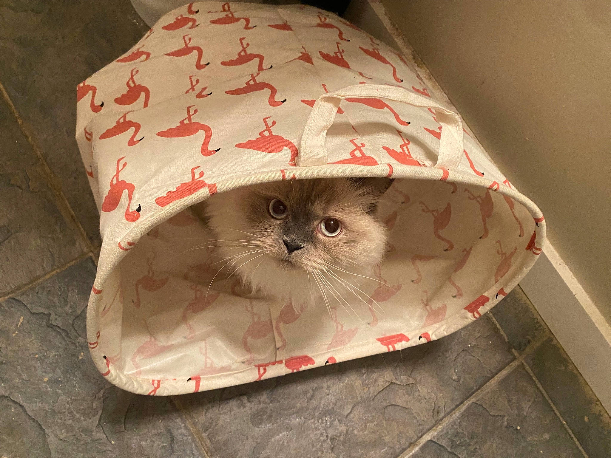 Zoe is registered to the contest to win money with this photo: bag, carnivore, cat, cat_supply, circle, domestic_short_haired_cat, fashion_accessory, felidae, fur, home_accessories, lamp, lampshade, lighting_accessory, linens, pattern, pet_supply, pillow, plastic_bag, small_to_medium_sized_cats, whiskers