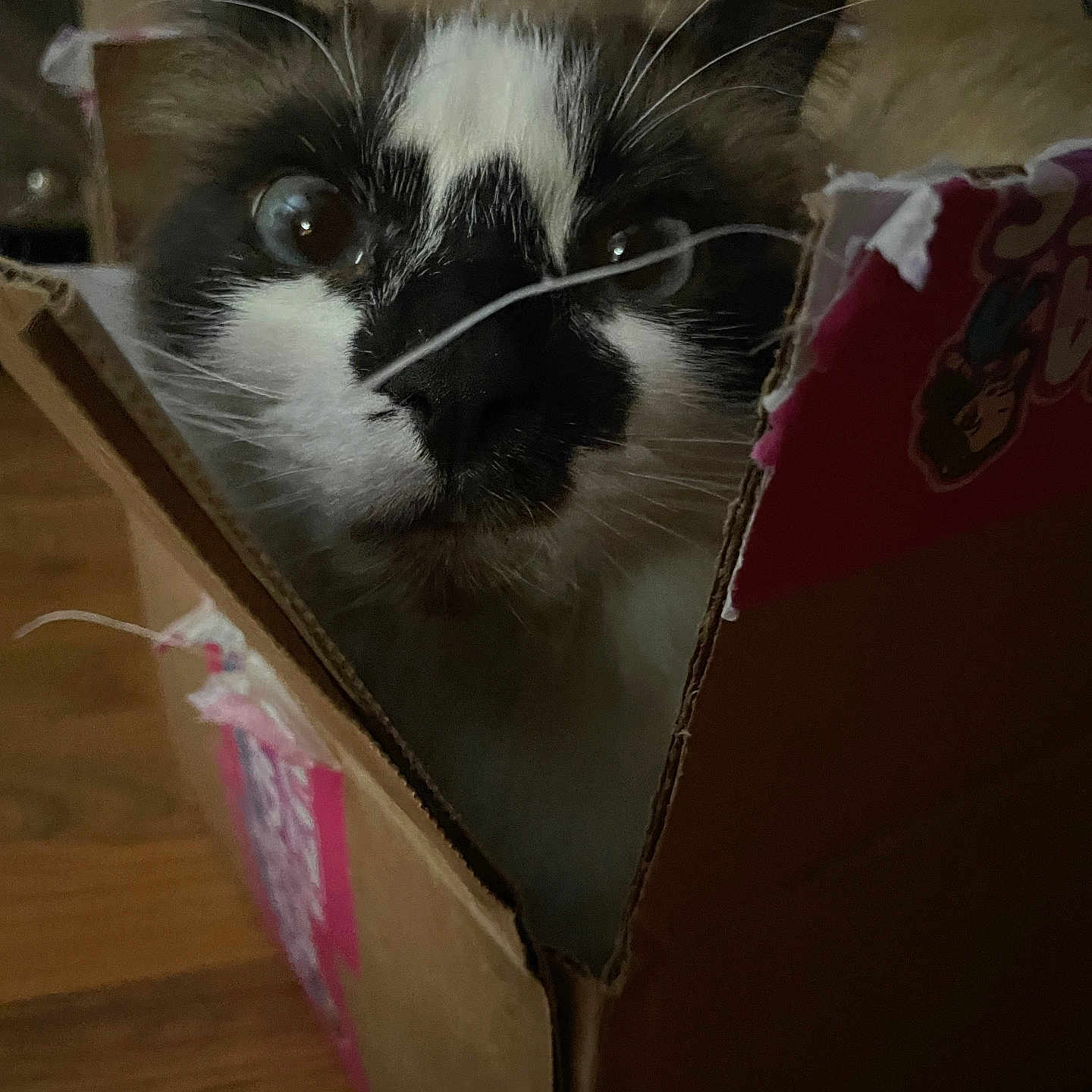 Diamond is registered to the contest to win money with this photo: animal, box, cardboard, carton, cat, hardwood, indoors, kitten, manx, package, packagedelivery, person, pet, wood