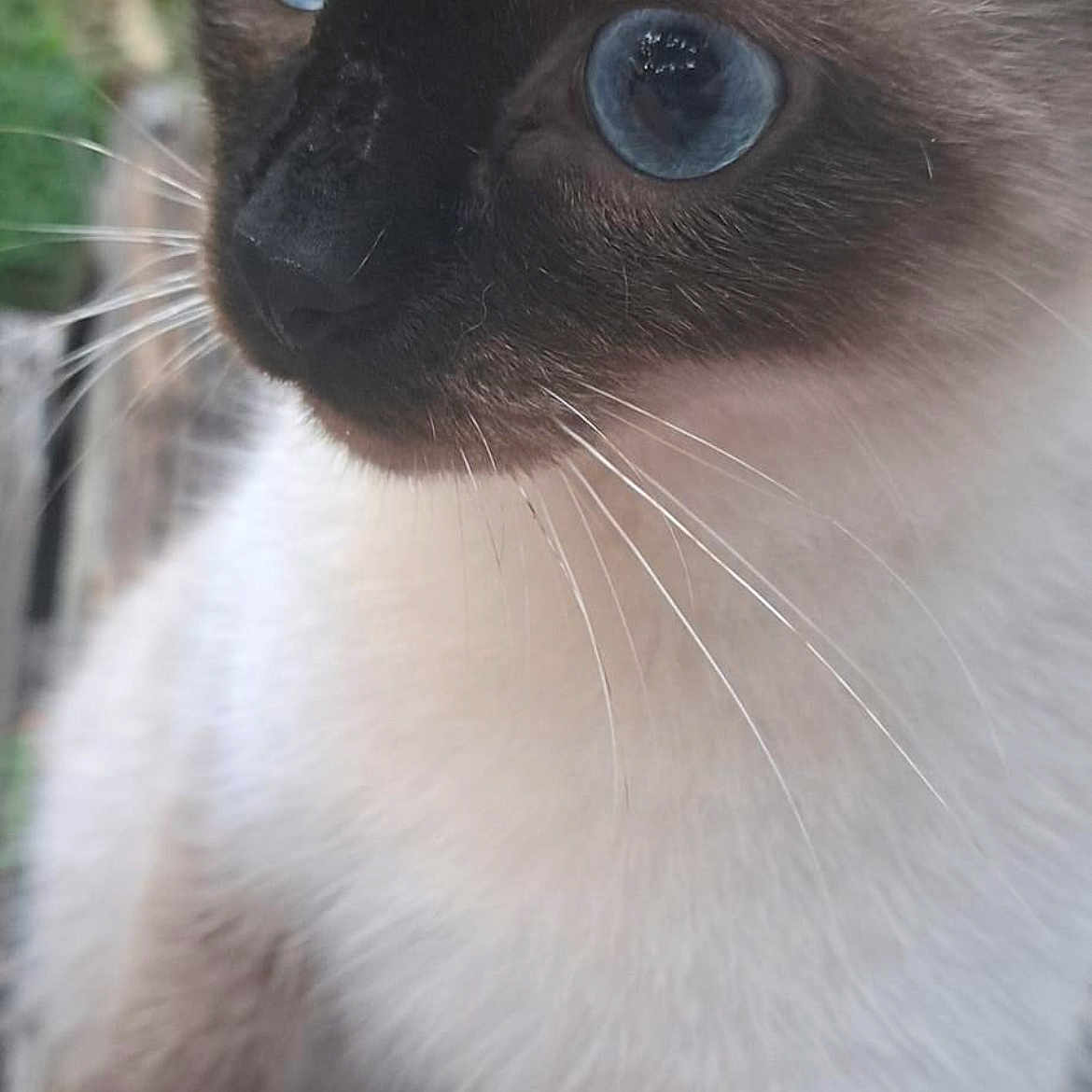 Moco Loco is registered to the contest to win money with this photo: animal, cat, kitten, pet, siamese