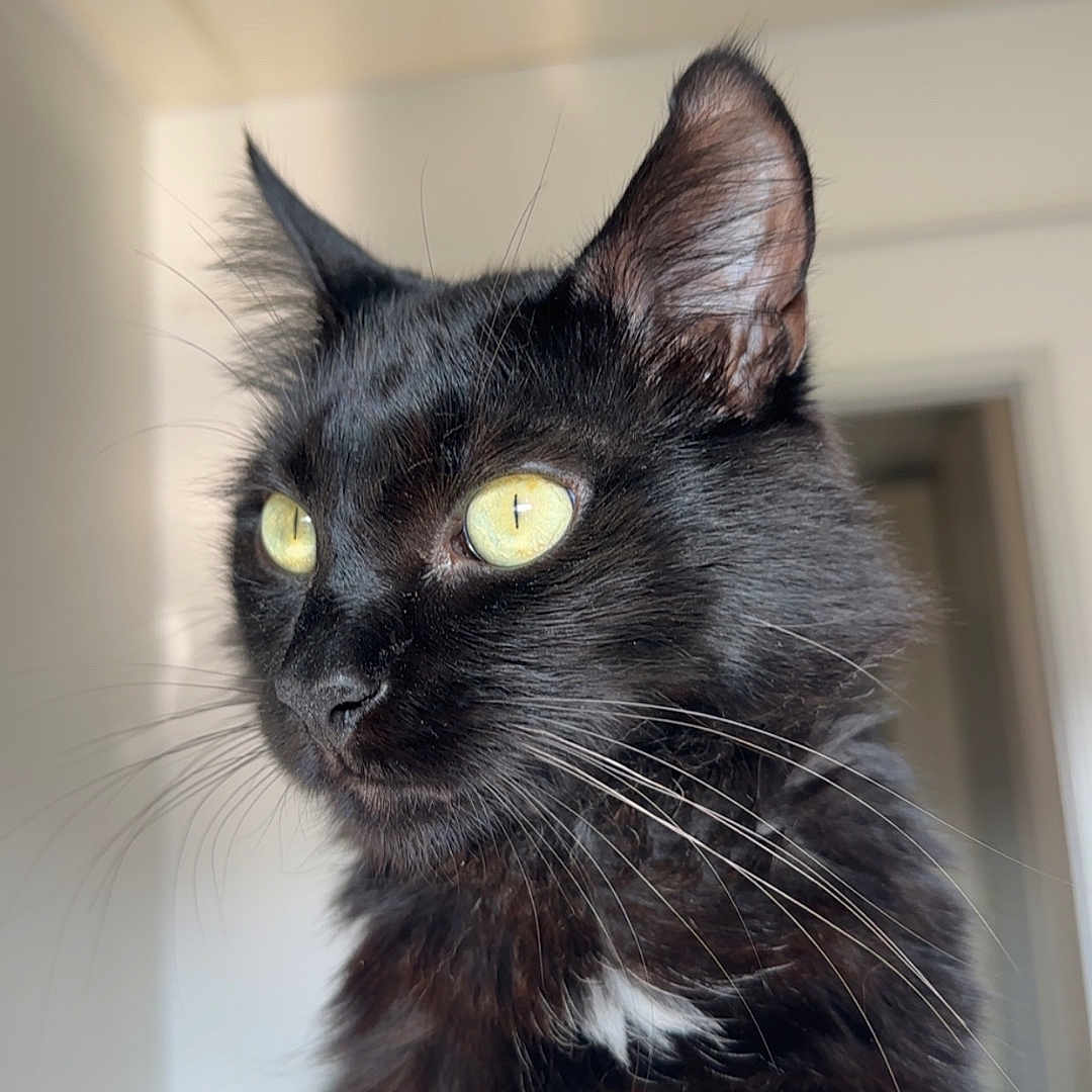 Princesse participe au concours pour gagner de l'argent avec cette photo : animal, background, black_cat, calm, cat, chair, close_up, curious, domestic_cat, feline, fluffy, fur, indoor, indoors, looking_away, pet, portrait, soft_light, whiskers, yellow_eyes