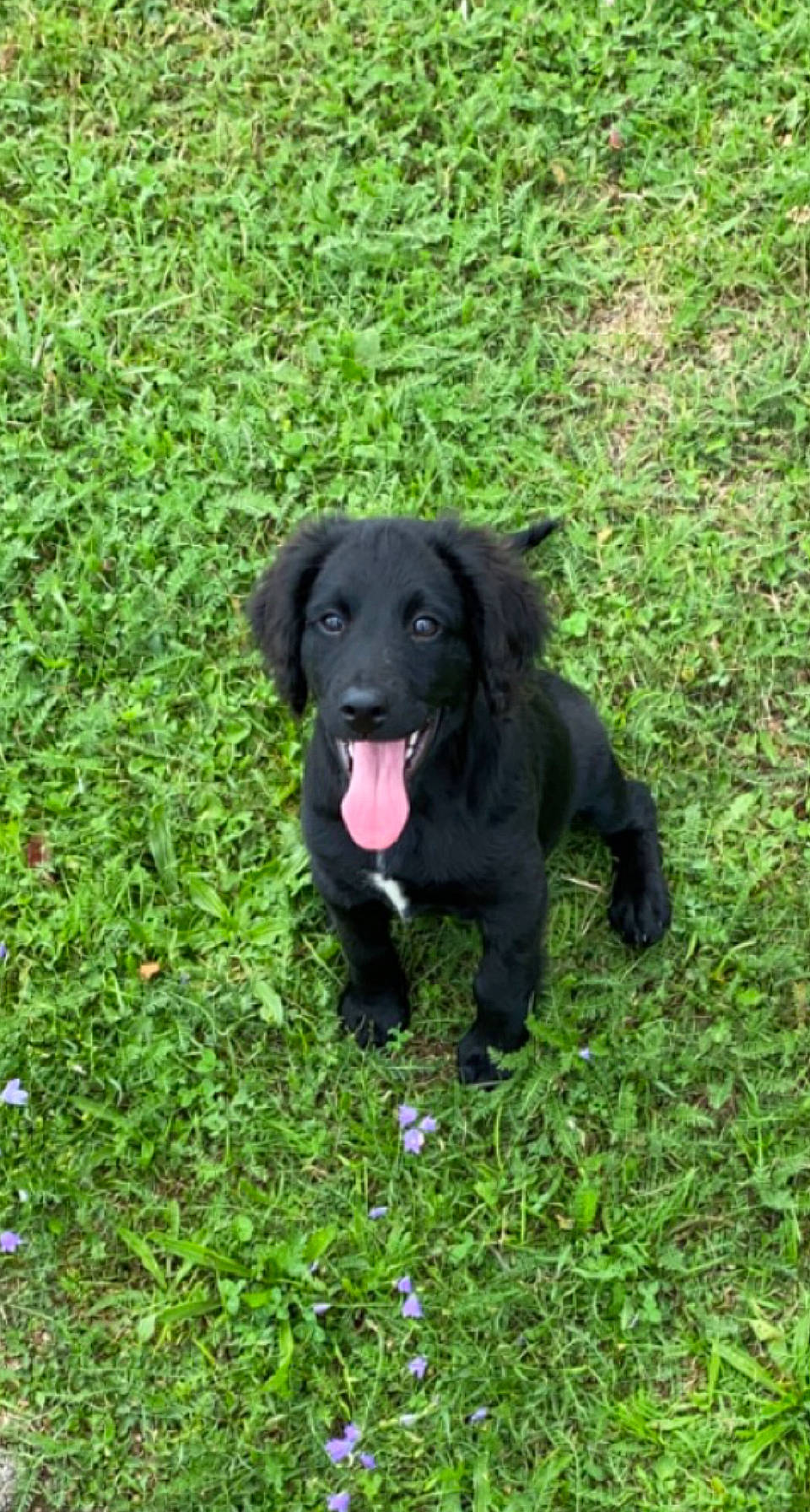 Marcus participe au concours pour gagner de l'argent avec cette photo : borador, canidae, carnivore, companion_dog, dog, dog_breed, fur, grass, grassland, groundcover, gun_dog, herbaceous_plant, hunting_dog, liver, pasture, plant, retriever, tail, terrestrial_animal, working_animal