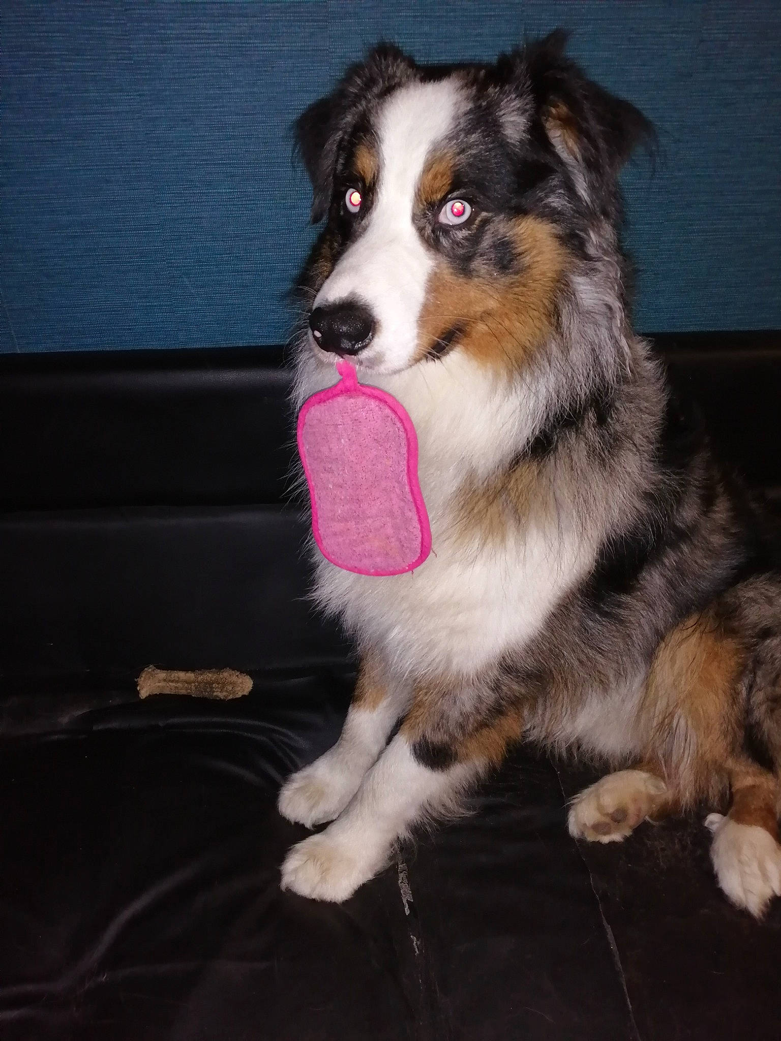 Taiko participe au concours pour gagner de l'argent avec cette photo : australian_collie, australian_shepherd, border_collie, canidae, carnivore, companion_dog, dog, dog_breed, fur, herding_dog, snout, sporting_group, whiskers, working_animal, working_dog