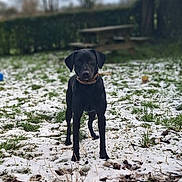 Vanille a rejoint le concours — aidez-le/la à gagner de superbes lots ! dog, black_dog, snow, grass, outdoor, backyard, tree, picnic_table, collar, animal, pet, nature, winter, daytime, standing, canine, fur, alert, greenery, blurred_background
