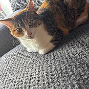 Fodes participe au concours pour gagner de l'argent avec cette photo : abyssinian, animal, armchair, blanket, cat, chair, clothing, couch, cushion, furniture, homedecor, kitten, knitwear, linen, manx, person, pet, quilt, siamese, sleeping