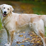 Toto a rejoint le concours — aidez-le/la à gagner de superbes lots ! animal, autumn, canine, dog, forest, friendly, fur, golden_retriever, grass, happy, leaves, mammal, nature, outdoor, path, pet, smiling, tail, tongue, walking