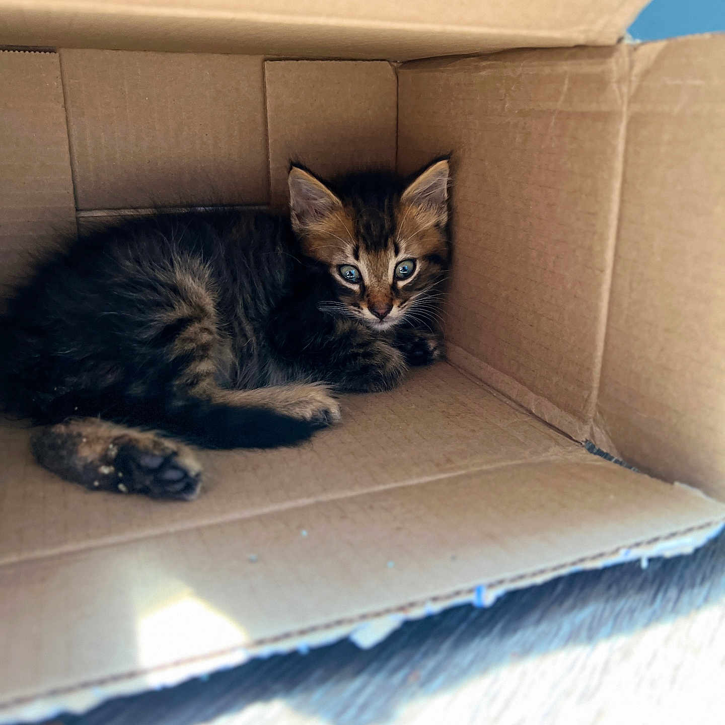 Azlan joined the competition — help win amazing prizes! box, brown_tabby, cardboard, cardboard_box, cat, cozy, cute, ears, eyes, feline, fur, indoor, kitten, paws, pet, portrait, shelter, sitting, small, whiskers