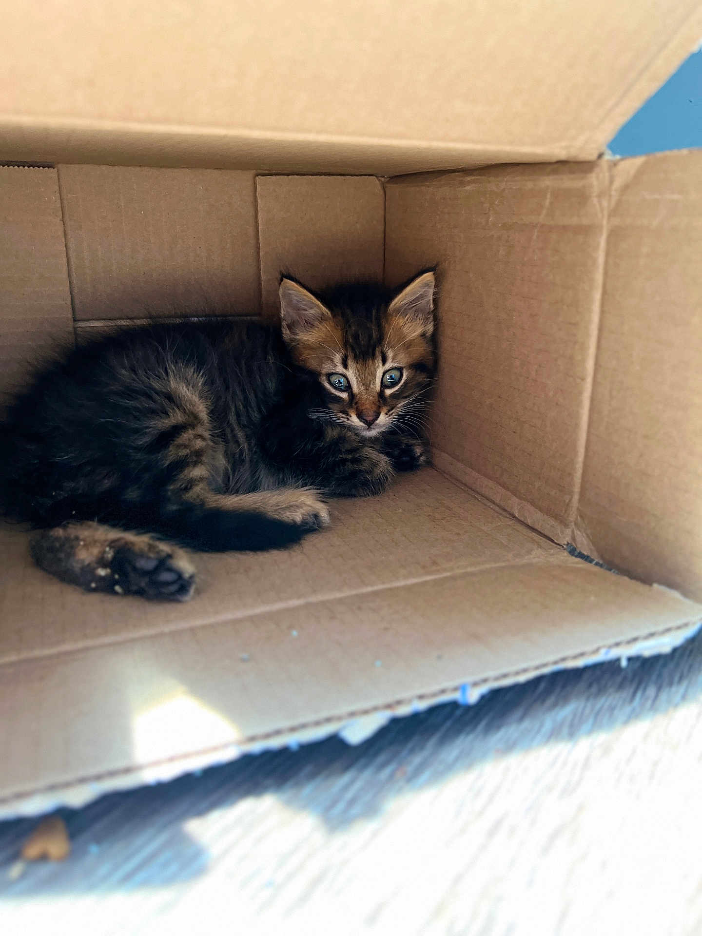 Azlan joined the competition — help win amazing prizes! cat, kitten, cardboard_box, box, pet, feline, cute, whiskers, fur, paws, eyes, ears, indoor, cozy, sitting, shelter, portrait, small, brown_tabby, cardboard