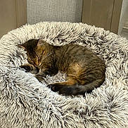 Azlan is registered to the contest to win money with this photo: cat, tabby, pet, sleeping, bed, round_bed, fluffy, fur, paws, tail, whiskers, indoor, cozy, nap, cushion, home, relaxation, soft_texture, closeup, furniture