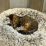cat, tabby, pet, sleeping, bed, round_bed, fluffy, fur, paws, tail, whiskers, indoor, cozy, nap, cushion, home, relaxation, soft_texture, closeup, furniture
