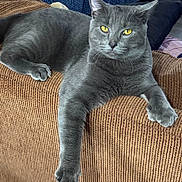 Hemi joined the competition — help win amazing prizes! gray_cat, cat, pet, feline, yellow_eyes, lounging, couch, corduroy, indoor, relaxed, paw, fur, whiskers, ear, animal, domestic, household, resting, looking, closeup