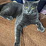 gray_cat, cat, pet, feline, yellow_eyes, lounging, couch, corduroy, indoor, relaxed, paw, fur, whiskers, ear, animal, domestic, household, resting, looking, closeup