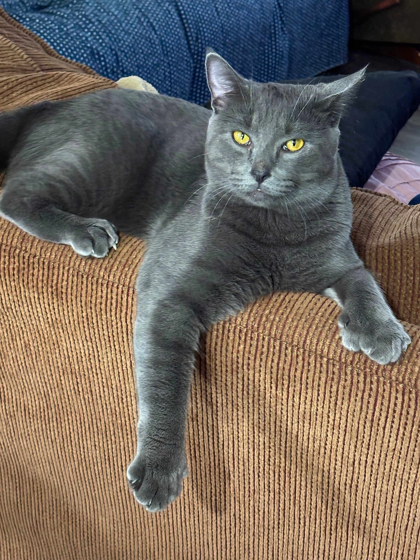Hemi joined the competition — help win amazing prizes! gray_cat, cat, pet, feline, yellow_eyes, lounging, couch, corduroy, indoor, relaxed, paw, fur, whiskers, ear, animal, domestic, household, resting, looking, closeup