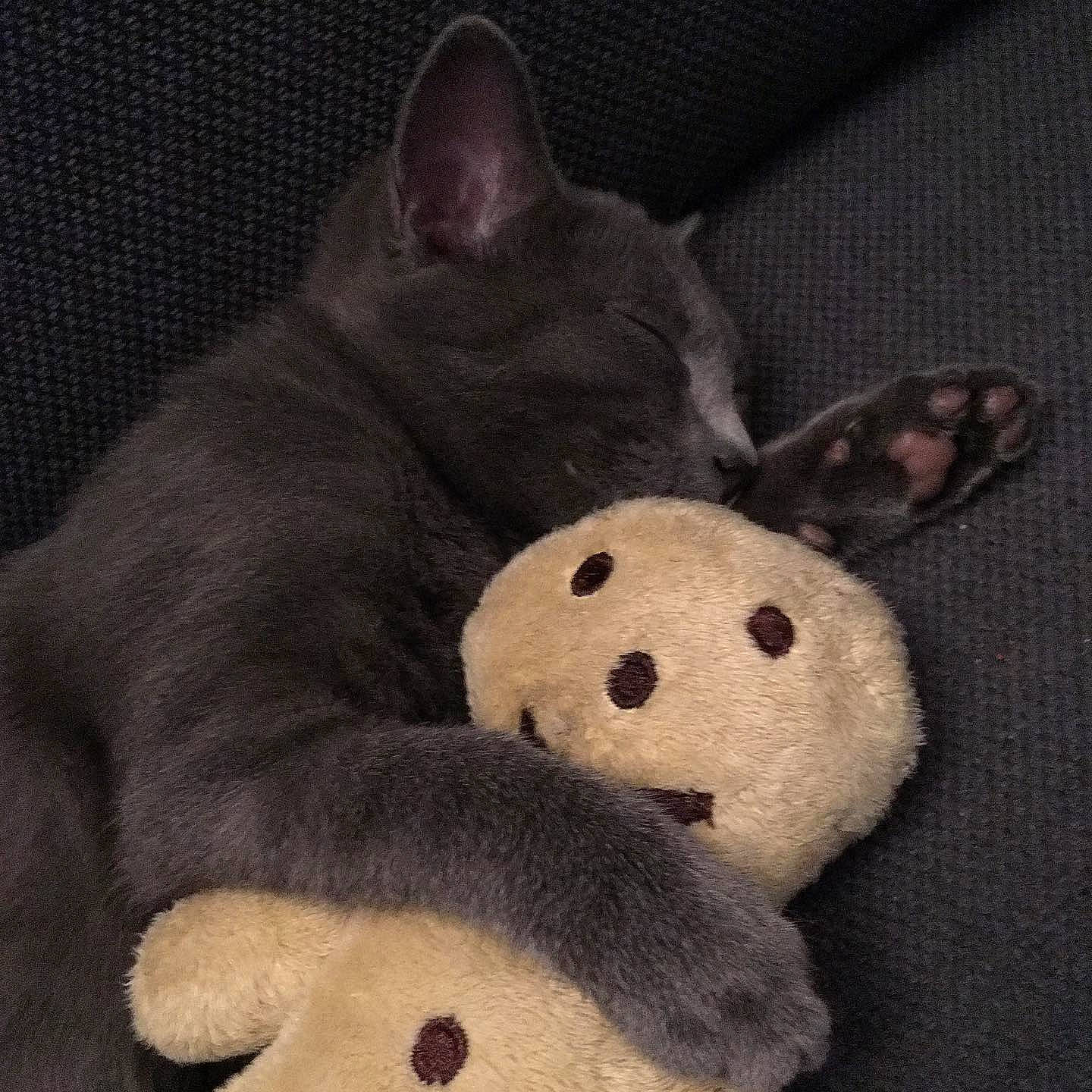 Pétra participe au concours pour gagner de l'argent avec cette photo : baby_toys, comfort, companion_dog, dog_breed, ear, fawn, foot, fur, paw, plush, snout, stuffed_toy, terrestrial_animal, toy, whiskers