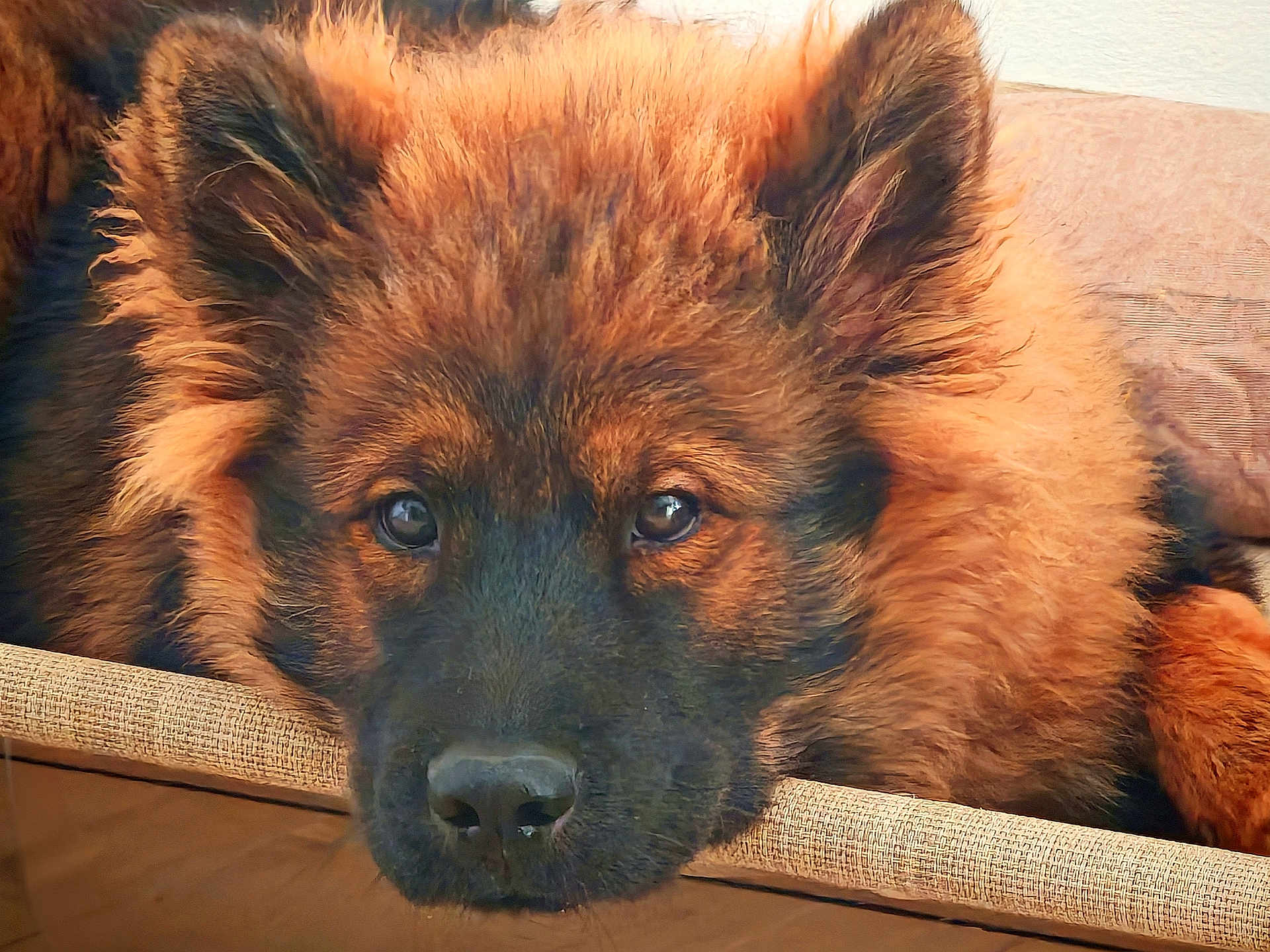 Ahsoka participe au concours pour gagner de l'argent avec cette photo : dog, puppy, german_shepherd, fluffy, lying_down, face, ears, fur, closeup, pet, animal, indoors, resting, cute, portrait, nose, eyes, canine, young, expression
