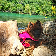 Ahsoka participe au concours pour gagner de l'argent avec cette photo : puppy, dog, pink_vest, lake, water, rocks, tree_stump, forest, nature, outdoor, sunlight, greenery, canine, pet, fur, animal, daylight, relaxing, scenic, young_dog
