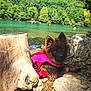 puppy, dog, pink_vest, lake, water, rocks, tree_stump, forest, nature, outdoor, sunlight, greenery, canine, pet, fur, animal, daylight, relaxing, scenic, young_dog