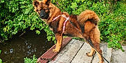 Ahsoka participe au concours pour gagner de l'argent avec cette photo : dog, canine, leash, harness, bridge, stream, water, greenery, plants, foliage, outdoor, nature, animal, pet, standing, curious, brown_fur, tail, ears, sunlight
