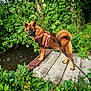 dog, canine, leash, harness, bridge, stream, water, greenery, plants, foliage, outdoor, nature, animal, pet, standing, curious, brown_fur, tail, ears, sunlight