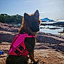 Ahsoka participe au concours pour gagner de l'argent avec cette photo : dog, life_jacket, rocky_terrain, water, island, sky, outdoor, sunlight, adventure, wet_fur, nature, pet, canine, coast, summer, daytime, animal, travel, landscape, scenic