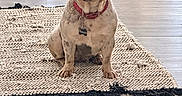 Blanca joined the competition — help win amazing prizes! dog, french_bulldog, pet, animal, sitting, portrait, indoors, rug, wooden_floor, dining_room, chairs, collar, dog_tag, red_collar, wrinkles, large_ears, short_snout, front_facing, home, funny_expression