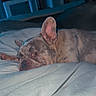 Blanca joined the competition — help win amazing prizes! dog, french_bulldog, pet, sleeping, lying_down, bed, bedroom, blanket, bedding, portrait, face, ears, wrinkles, short_snout, brown_coat, indoor, relaxed, camera, low_light, home